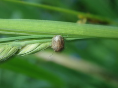 Neottiglossa pusilla