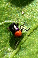 Cryptocephalus sanguinicollis