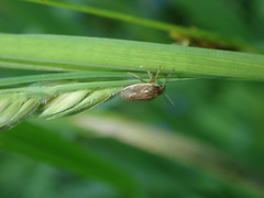 Neottiglossa pusilla