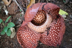 Rafflesia arnoldii
