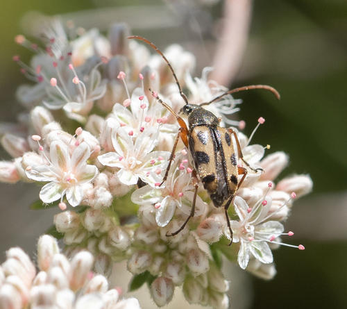 Judolia sexspilota