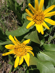 Wyethia