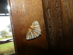 Pityeja histrionaria