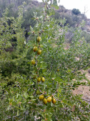 Pseudoziziphus parryi