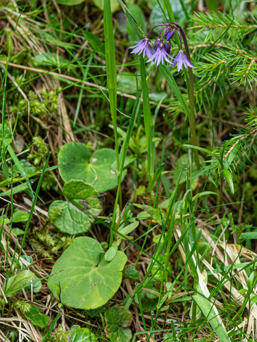 Soldanella major, photograph 5