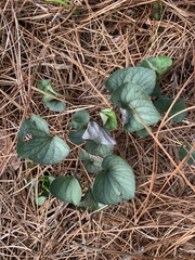Viola walteri