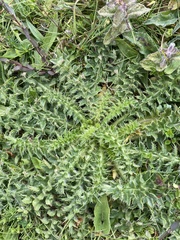 Cirsium acaule