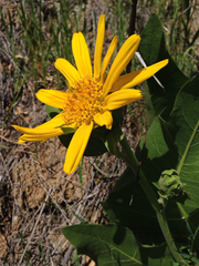 Wyethia