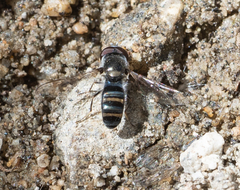 Pseudoscaeva diversifasciata