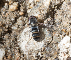 Pseudoscaeva diversifasciata