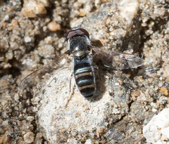 Pseudoscaeva diversifasciata