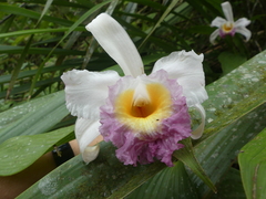 Sobralia ecuadorana