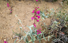 Penstemon clevelandii connatus