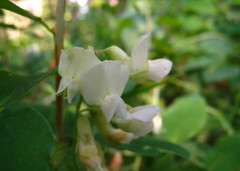 Lathyrus ochroleucus