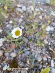Erigeron caespitosus