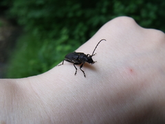 Stictoleptura scutellata
