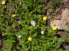 Cerastium arvense strictum