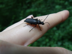Stictoleptura scutellata