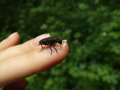 Stictoleptura scutellata