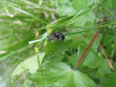 Stictoleptura scutellata