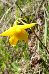 Calochortus amabilis