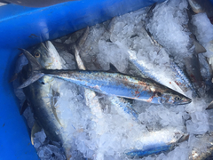 Scomberomorus cavalla