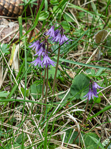 Soldanella major, photograph 6