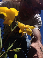 Calochortus amabilis