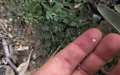 Nemacladus sigmoideus