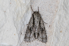 Acronicta texana