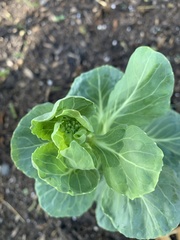 Brassica oleracea gemmifera