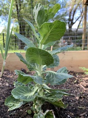 Brassica oleracea gemmifera