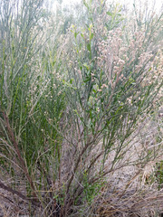 Baccharis sergiloides