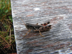 Melanoplus washingtonius