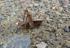 Pristoceuthophilus cercalis