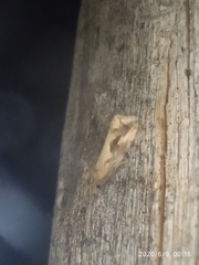 Endothenia quadrimaculana