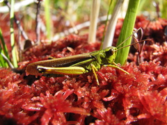 Stethophyma lineatum