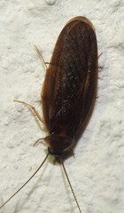 Latindia mexicanus