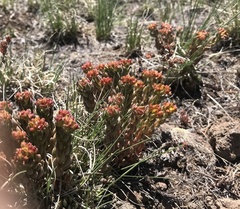 Sedum lanceolatum lanceolatum