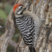 Ladder-backed Woodpecker - Photo (c) Dmitry Mozzherin, some rights reserved (CC BY-NC-SA)