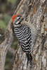 Ladder-backed Woodpecker - Photo (c) Dmitry Mozzherin, some rights reserved (CC BY-NC-SA)