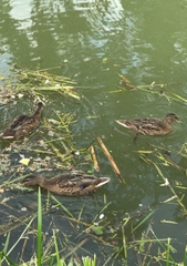 Anas platyrhynchos