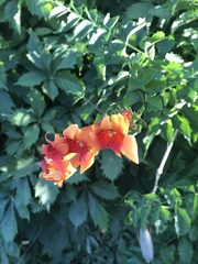 Campsis radicans