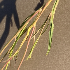 Senecio strictifolius