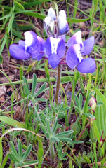 Lupinus bicolor
