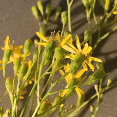 Senecio strictifolius