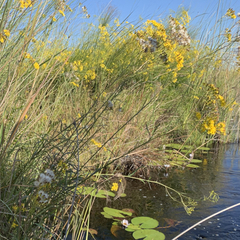Senecio strictifolius