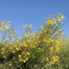 Senecio strictifolius