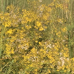 Senecio strictifolius