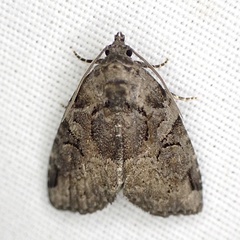 Pseudeustrotia indeterminata